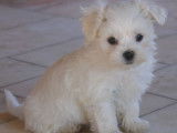 À vendre, 1 mâle Bichon Maltais miniature toy, 3 mois et demi, disponible