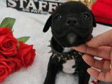 À vendre, 4 chiots Staffordshire Bull Terrier LOF, disponibles de suite