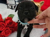 À vendre, 4 chiots Staffordshire Bull Terrier LOF, disponibles de suite