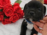 À vendre, 4 chiots Staffordshire Bull Terrier LOF, disponibles de suite
