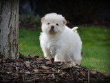 Chiots Chow Chow à vendre