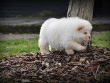 Chiots Chow Chow à vendre