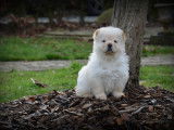 Chiots Chow Chow à vendre