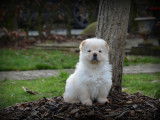 Chiots Chow Chow à vendre