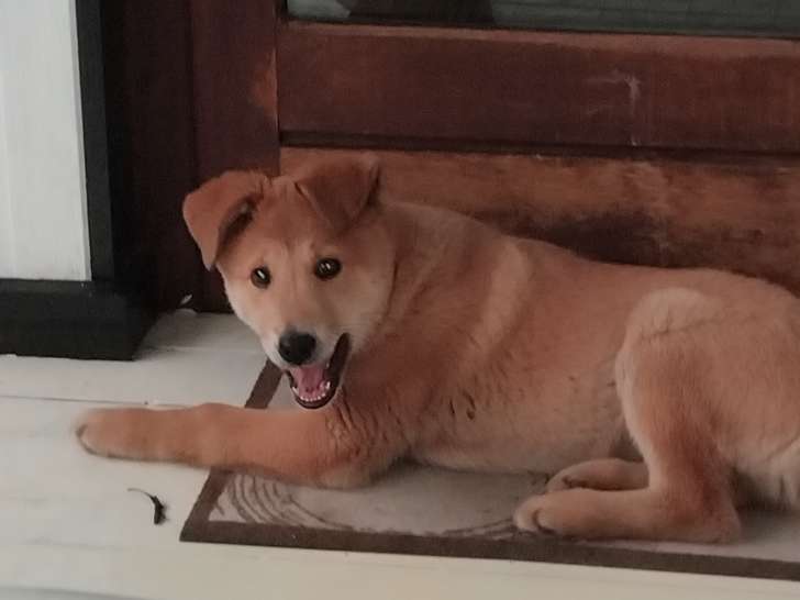 Malinois croisé Labrador à donner