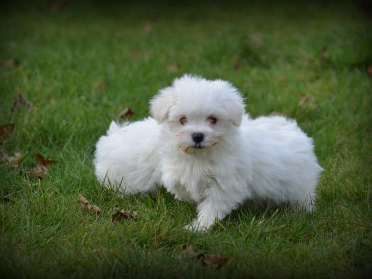 Chiots Bichon Maltais nain à vendre