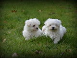 Chiots Bichon Maltais nain à vendre