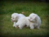 Chiots Bichon Maltais nain à vendre
