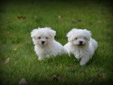 Chiots Bichon Maltais nain à vendre