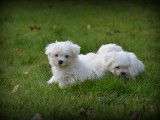 Chiots Bichon Maltais nain à vendre