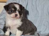 À vendre, 1 chiot Chihuahua LOF noir tricolore poil court, né en novembre 2025