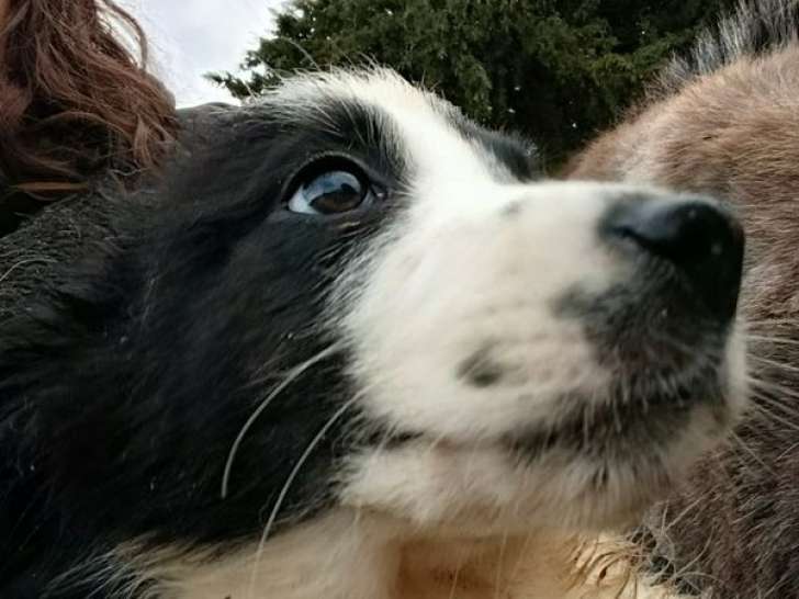 À vendre, 4 chiots Border Collie nés en décembre 2025