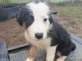 À vendre, 4 chiots Border Collie nés en décembre 2025