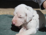 Chiots Dalmatien LOF à réserver