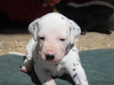 Chiots Dalmatien LOF à réserver