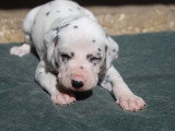 Chiots Dalmatien LOF à réserver