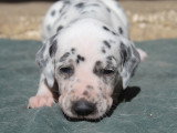 Chiots Dalmatien LOF à réserver
