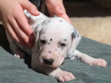 Chiots Dalmatien LOF à réserver