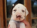 Chiots Dalmatien LOF à réserver