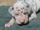 Chiots Dalmatien LOF à réserver