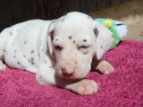 Chiots Dalmatien LOF à réserver