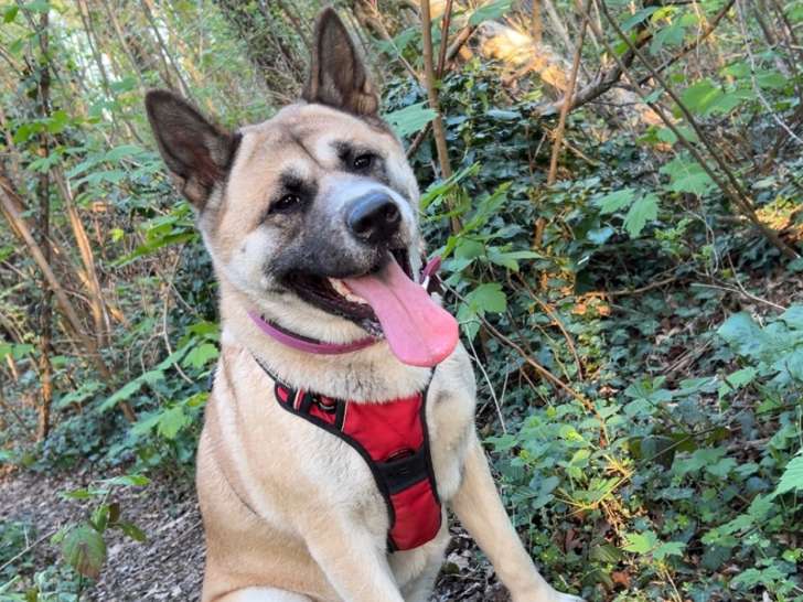 Recherche mâle Akita Américain pour saillie en Belgique