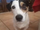 Spoon, mâle Jack Russel disponible pour saillie