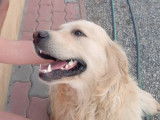 Tommy, Golden Retriever à adopter en association