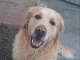 Tommy, Golden Retriever à adopter en association