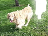Tommy, Golden Retriever à adopter en association