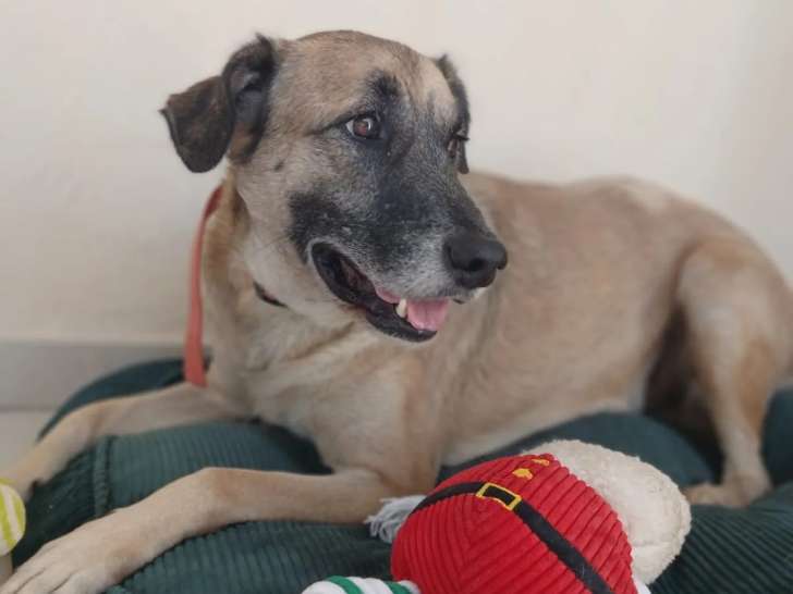 En quête d’un foyer : chien de 4 ans au pelage beige