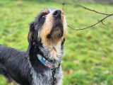 Bundy, chien Griffon Bleu de Gascogne à adopter en association