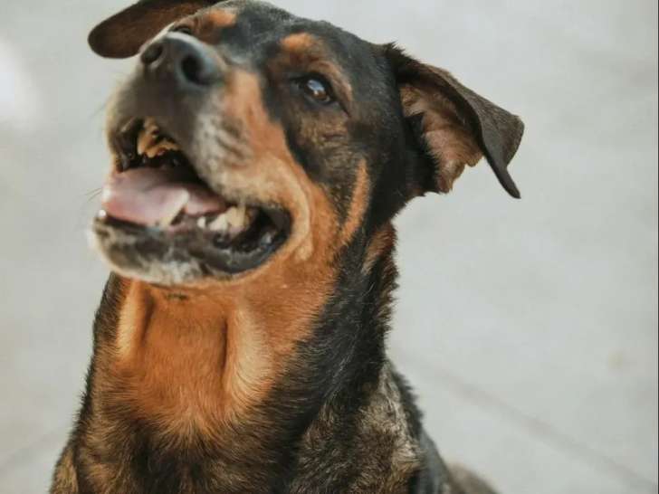 À la recherche d’une famille : chien noir et feu de 8 ans affectueux