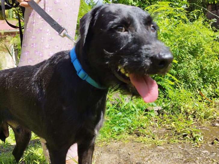 Prêt pour l’adoption : chien noir de 3 ans au cœur tendre