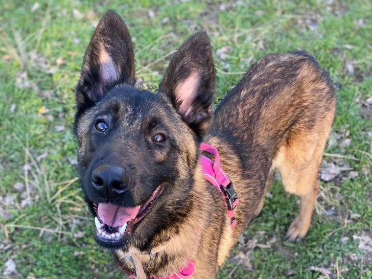 Aston, Malinois à adopter en association