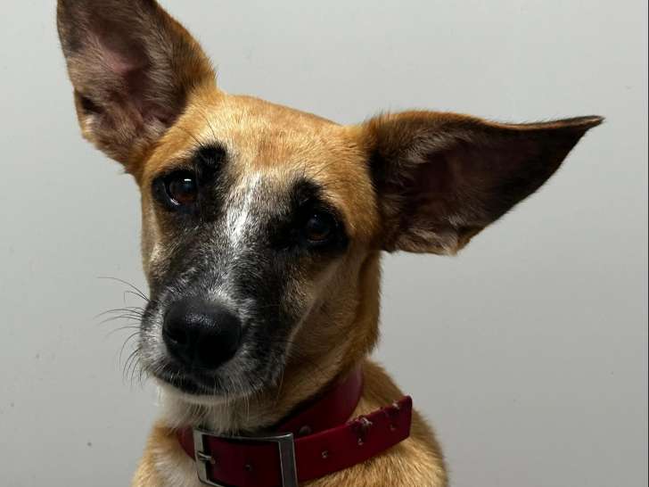 Disponible à l’adoption : chienne de 5 ans au pelage fauve