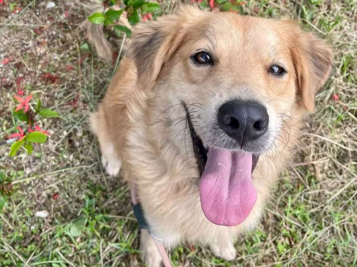 Adoption disponible : chien de 2 ans au pelage mi-long