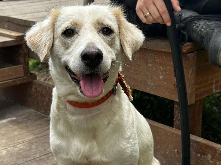 Disponible à l’adoption : chienne beige de 2 ans