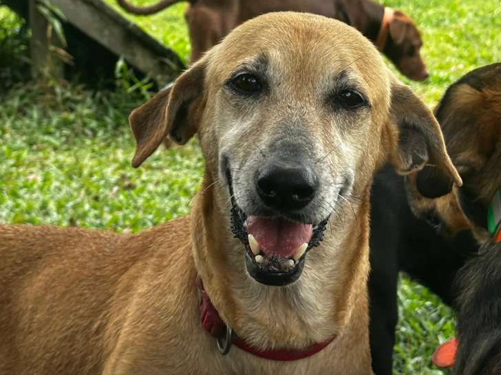 En attente d’un foyer : chienne fauve de 8 ans