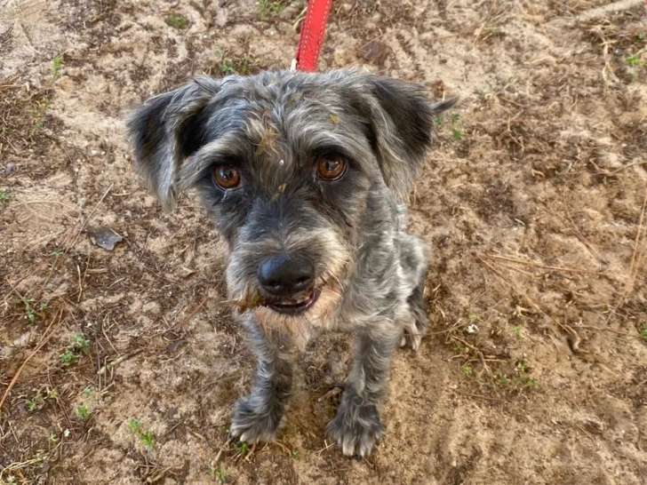 Disponible à l’adoption : chien de 4 ans gris et blanc