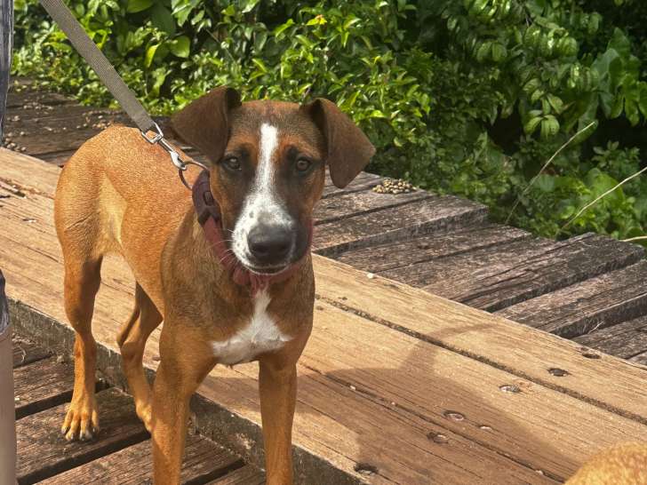 Prêt pour l’adoption : chiot femelle marron et blanc de 11 mois