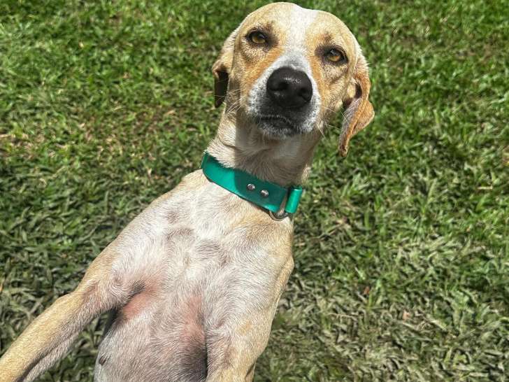 À adopter : chienne rousse et blanche de 4 ans