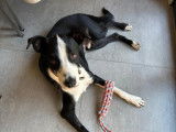 Adoption disponible : chien d’un an au pelage noir et blanc