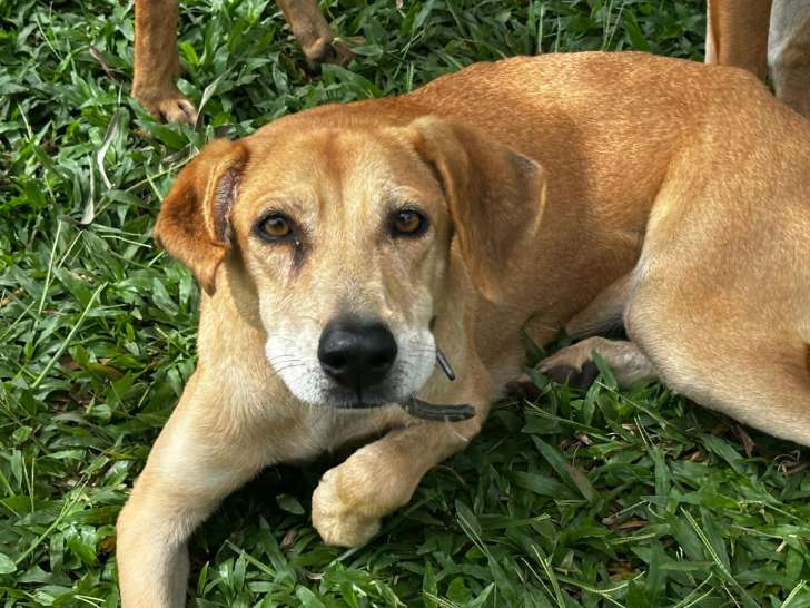 À la recherche d’un foyer : chienne de 5 ans au pelage fauve