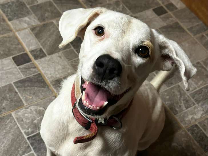 À adopter : chienne de 7 ans