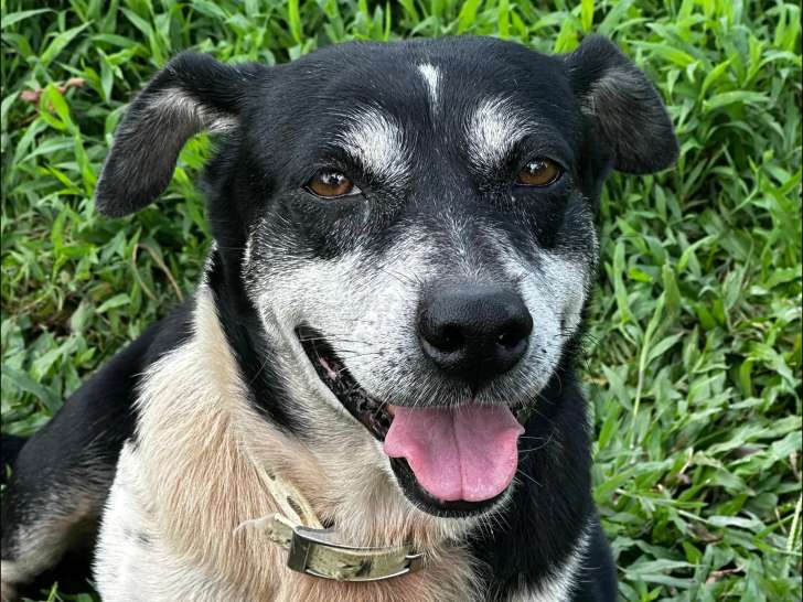 À la recherche d’un foyer : chienne noire et blanche