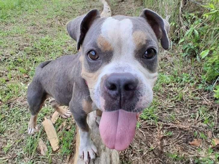 Disponible à l’adoption : chienne tricolore de 2 ans