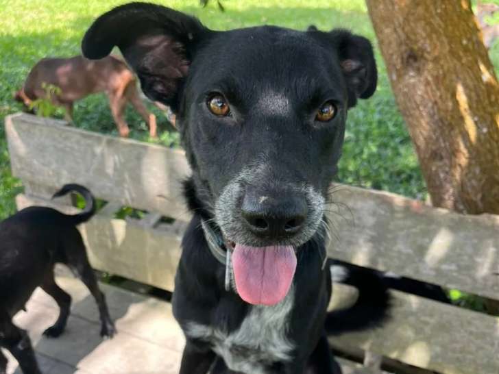 Prêt pour l’adoption : chien noir et blanc d’un an