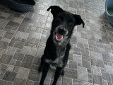 Prêt pour l’adoption : chien noir et blanc d’un an