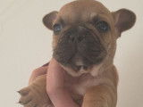 À réserver, 4 chiots Bouledogue Français LOF, fauve et fauve rouge, nés en janvier 2026
